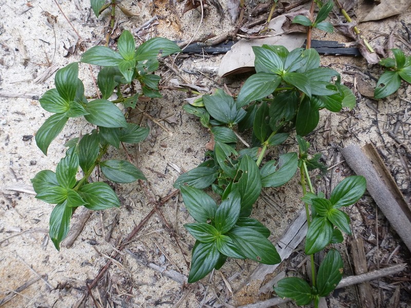 Tropical Buttonweed