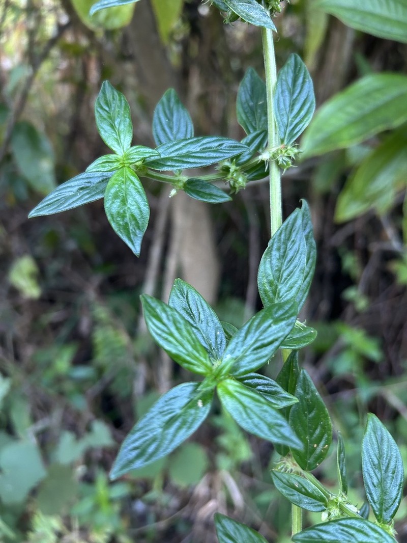 Tropical Buttonweed photo 2