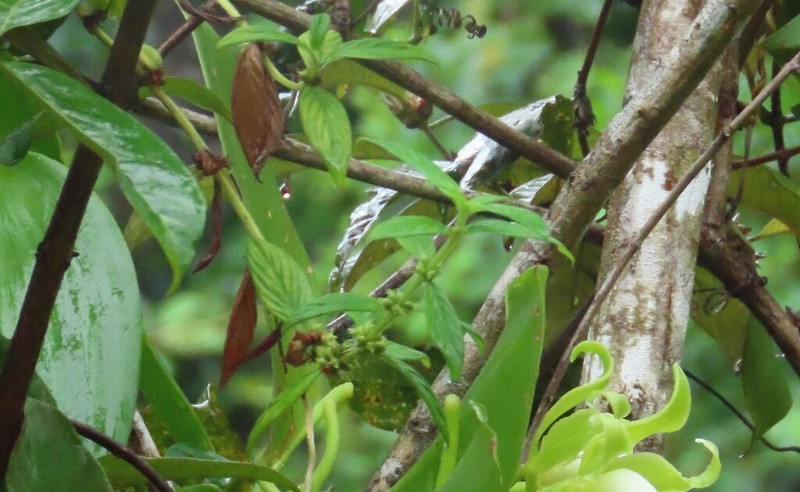 Tropical Buttonweed photo 3