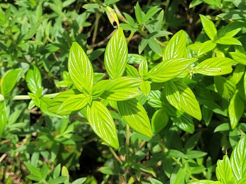 Tropical Buttonweed photo 4