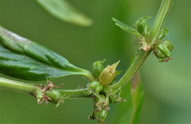 Tropical Buttonweed photo 5
