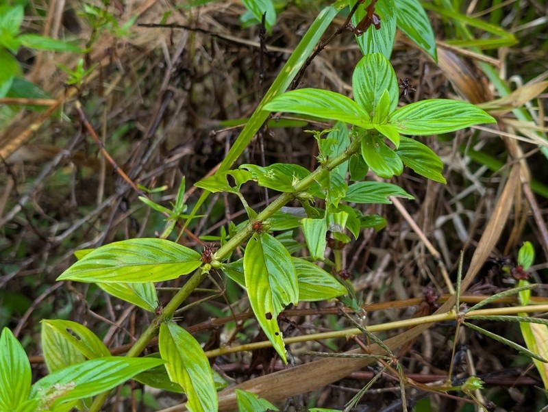 Tropical Buttonweed photo 6