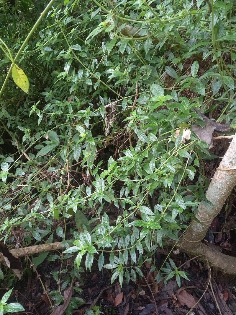 Tropical Buttonweed photo 7