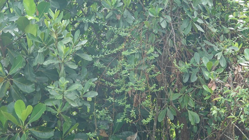 Tropical Buttonweed photo 8