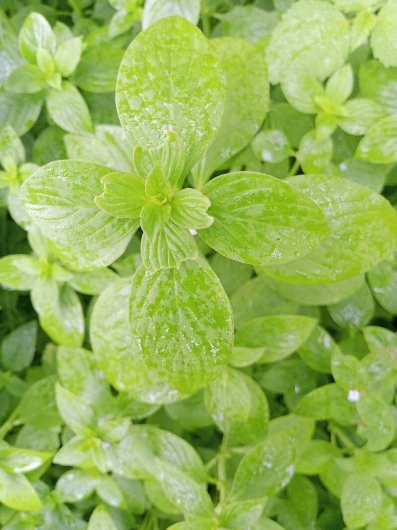 Hexasepalum scandens