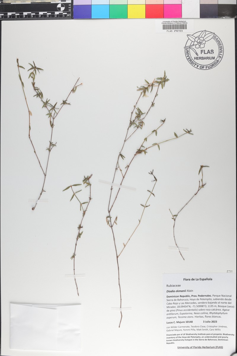 Hexasepalum scandens photo 2