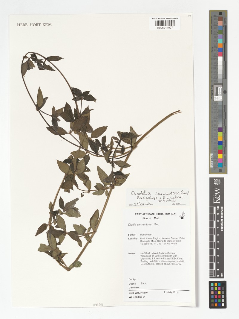 Hexasepalum scandens photo 3
