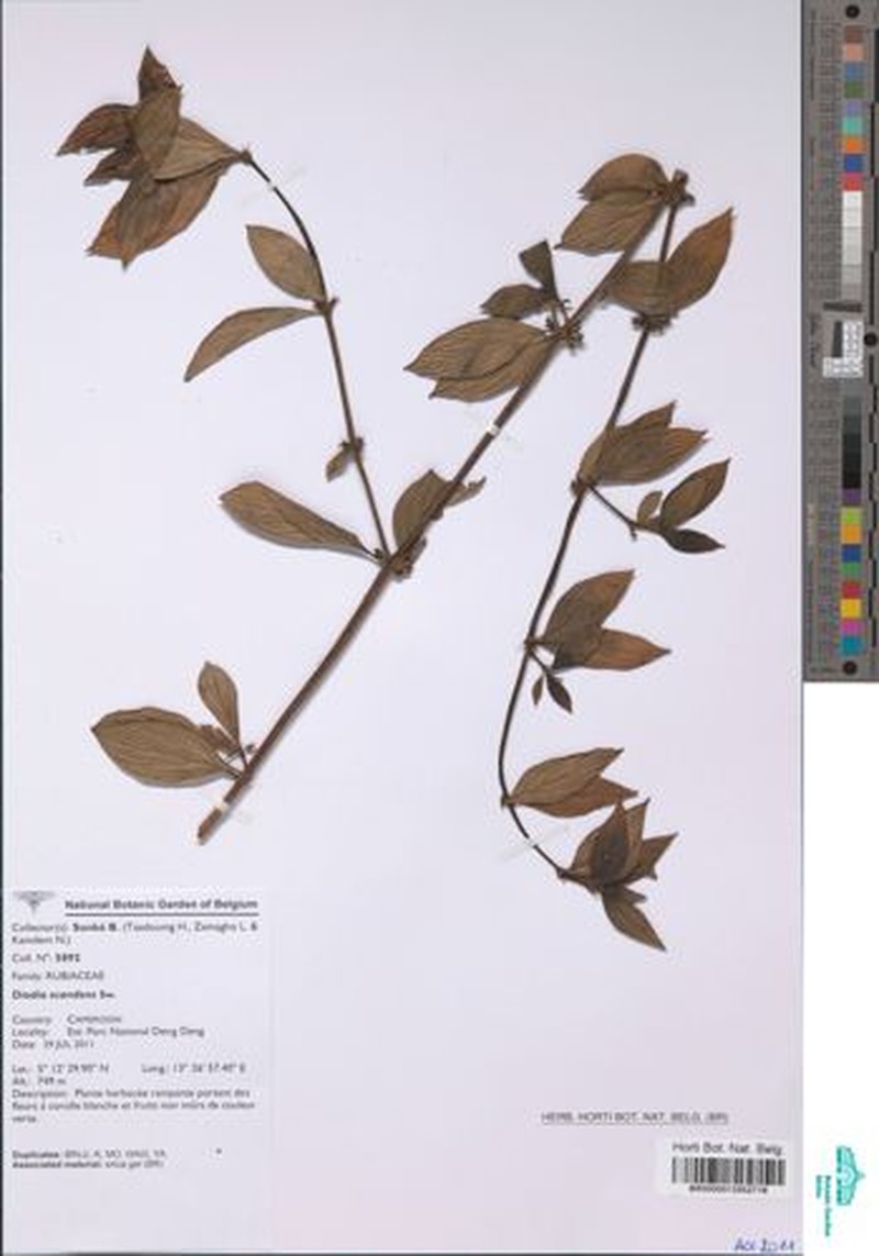 Hexasepalum scandens photo 4