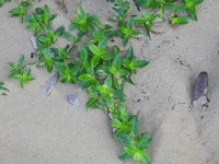 Seaside Buttonweed