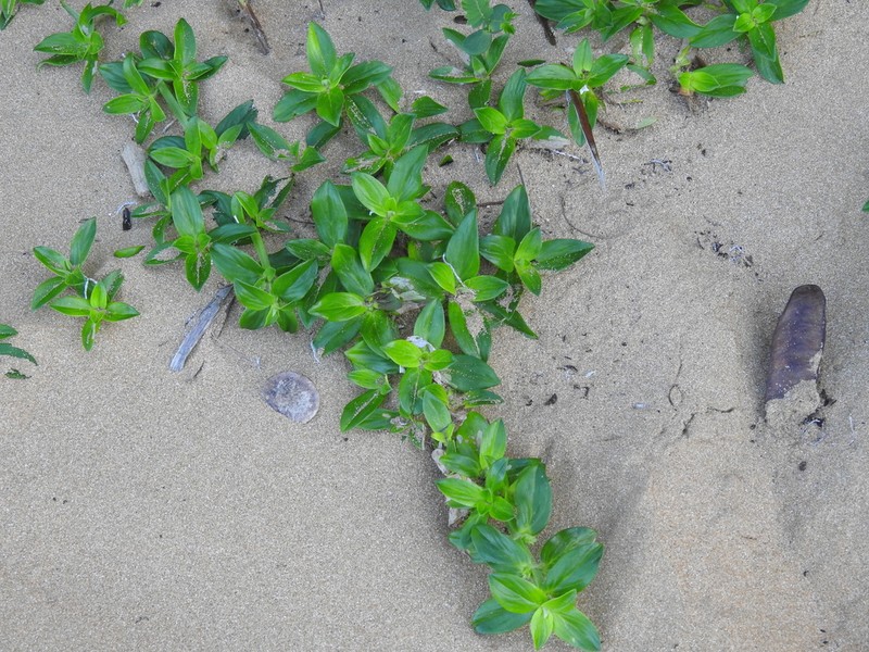 Seaside Buttonweed