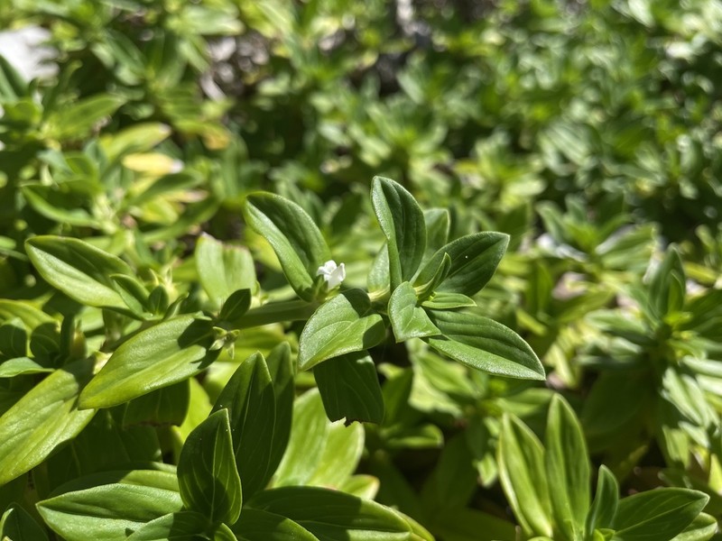 Seaside Buttonweed photo 2