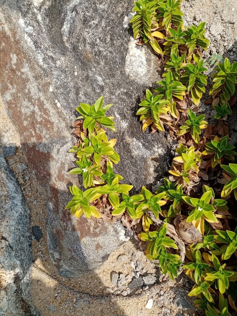 Seaside Buttonweed photo 3