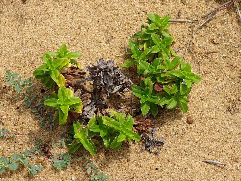 Seaside Buttonweed photo 4