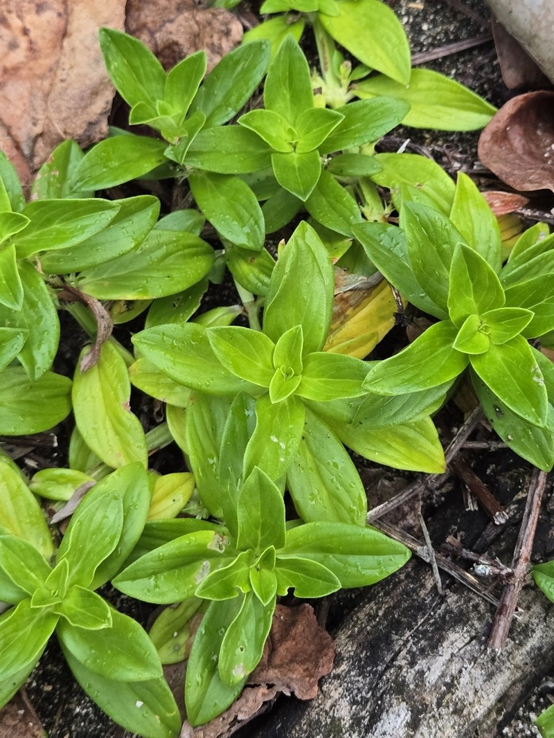Seaside Buttonweed photo 5