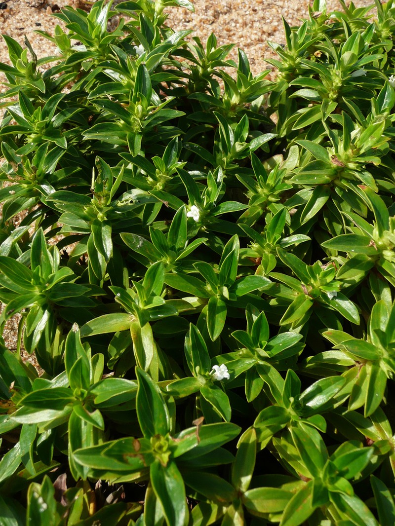 Seaside Buttonweed photo 6