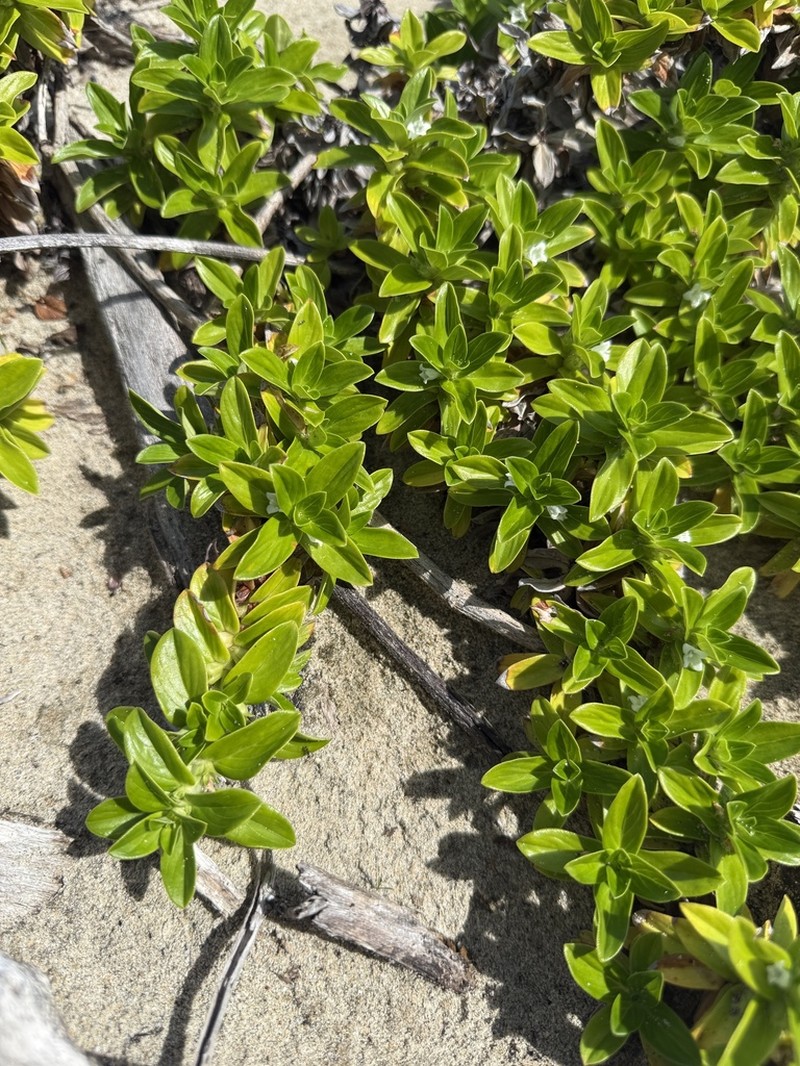 Seaside Buttonweed photo 7