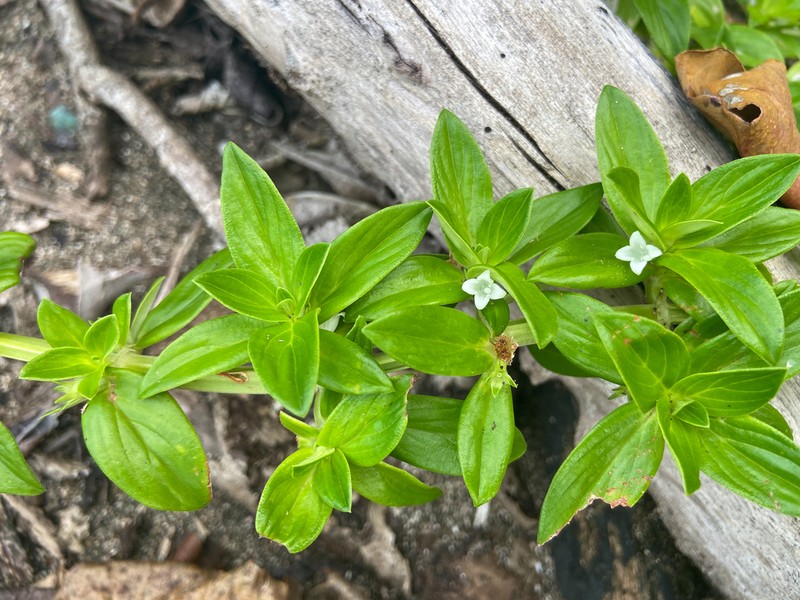Seaside Buttonweed photo 8