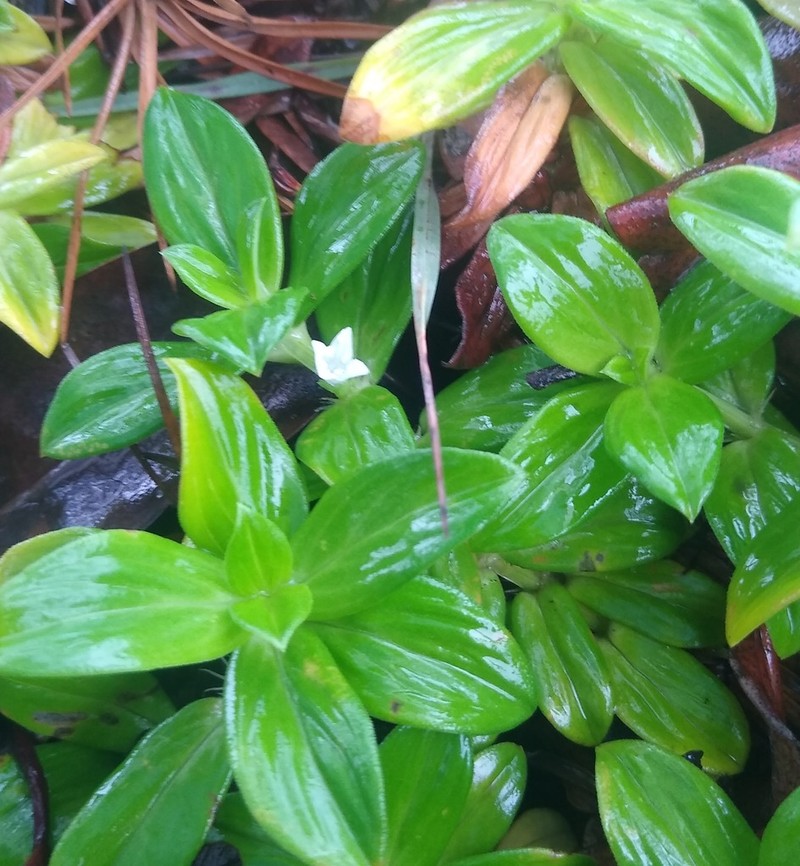 Hexasepalum vaginale photo 2