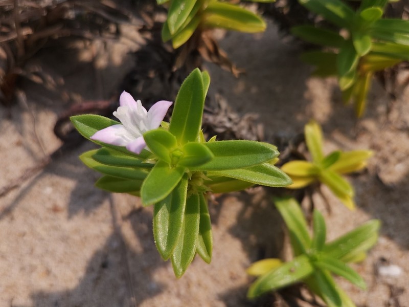 Hexasepalum vaginale photo 3