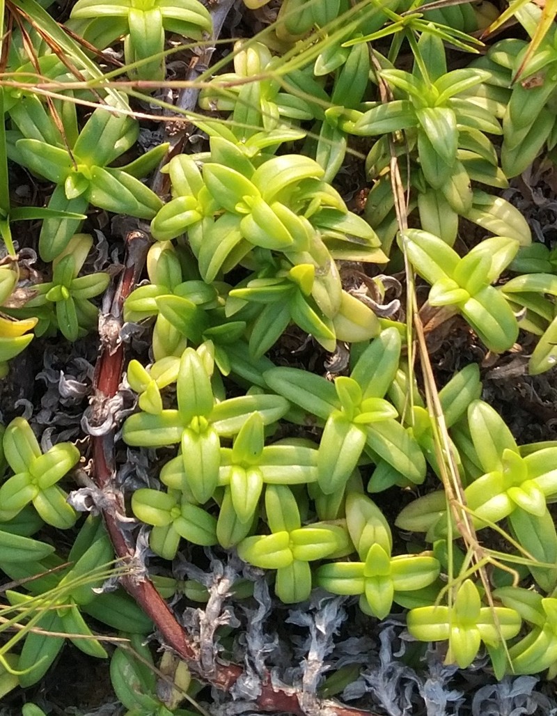 Hexasepalum vaginale photo 4