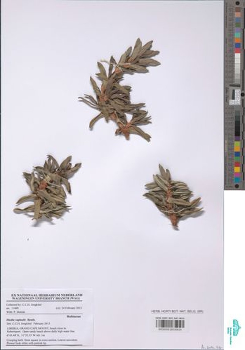 Hexasepalum vaginale photo 6
