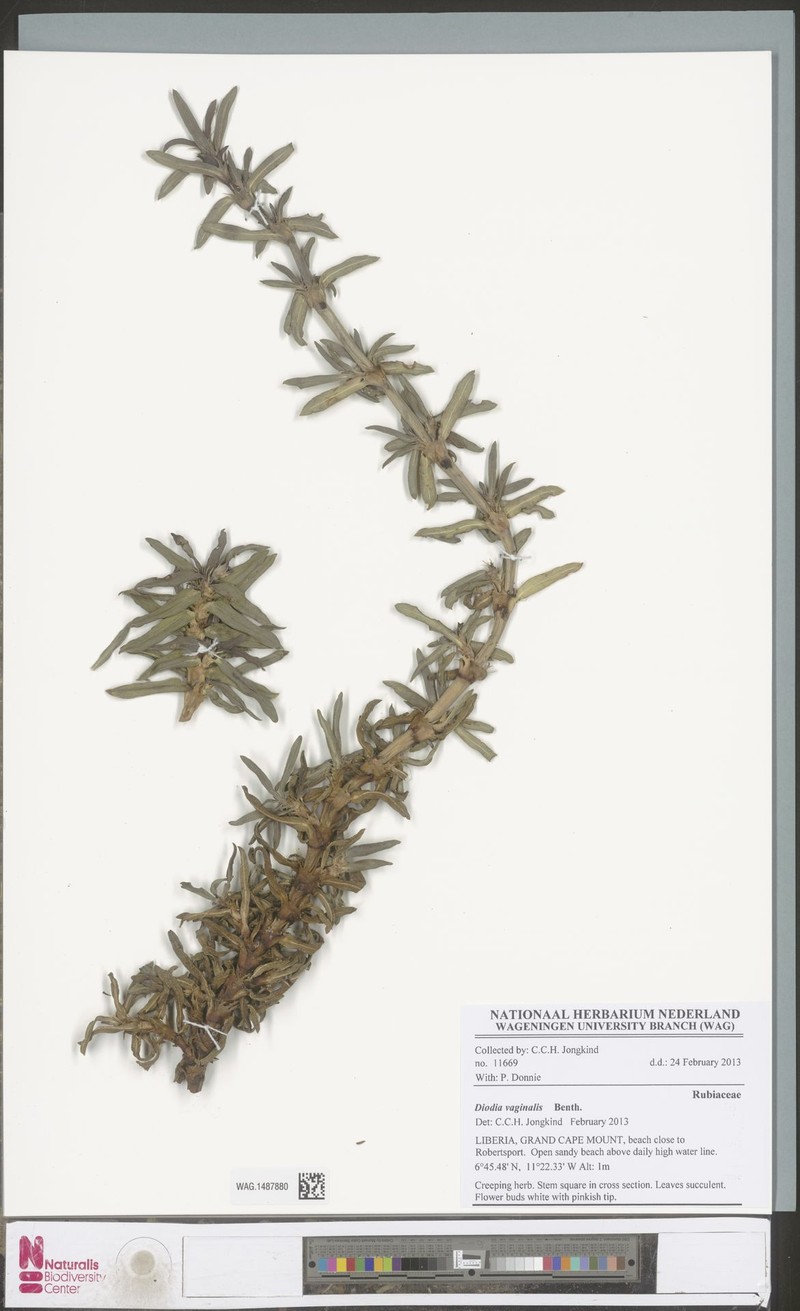 Hexasepalum vaginale photo 7