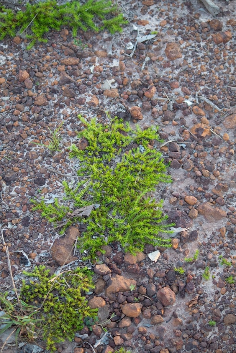 Hexasepalum zappiae