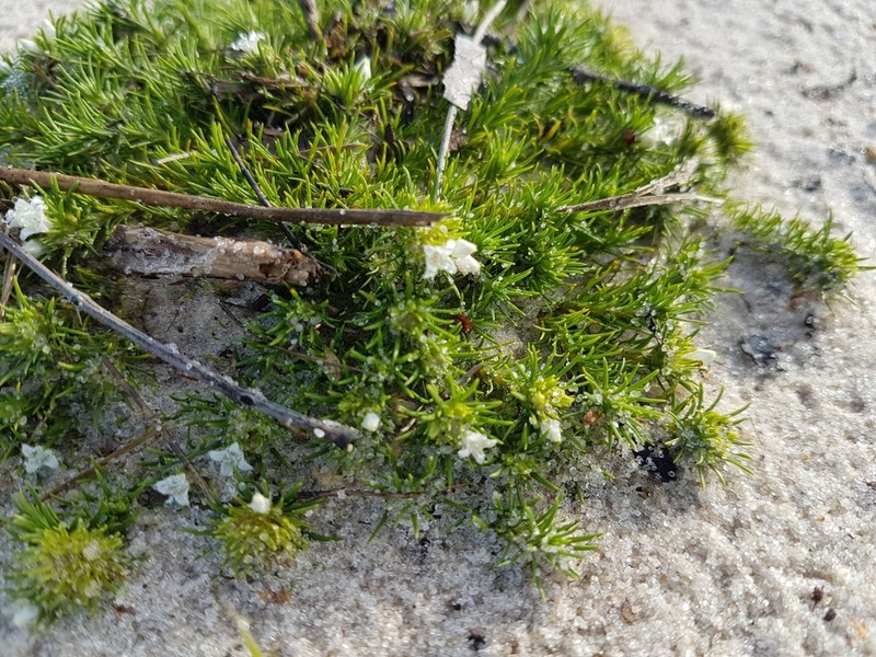 Hexasepalum zappiae photo 2
