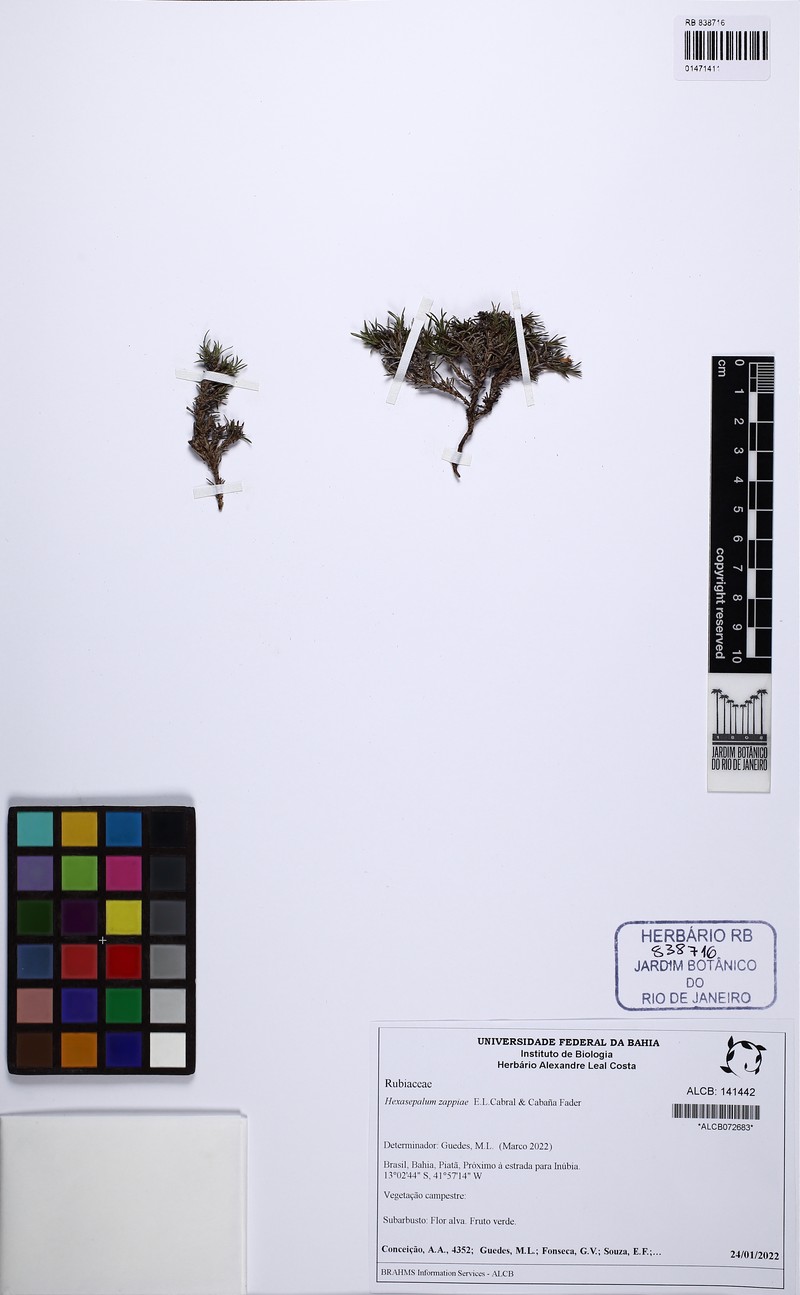 Hexasepalum zappiae photo 4