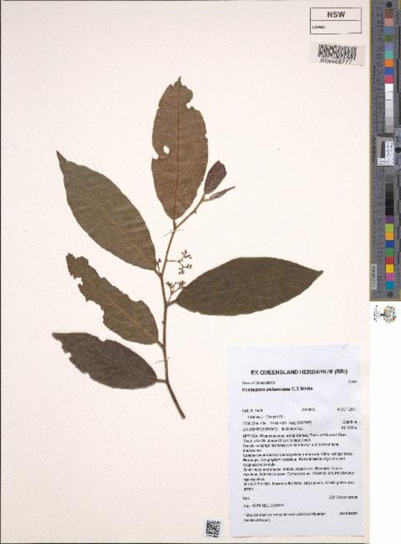 Hexaspora pubescens