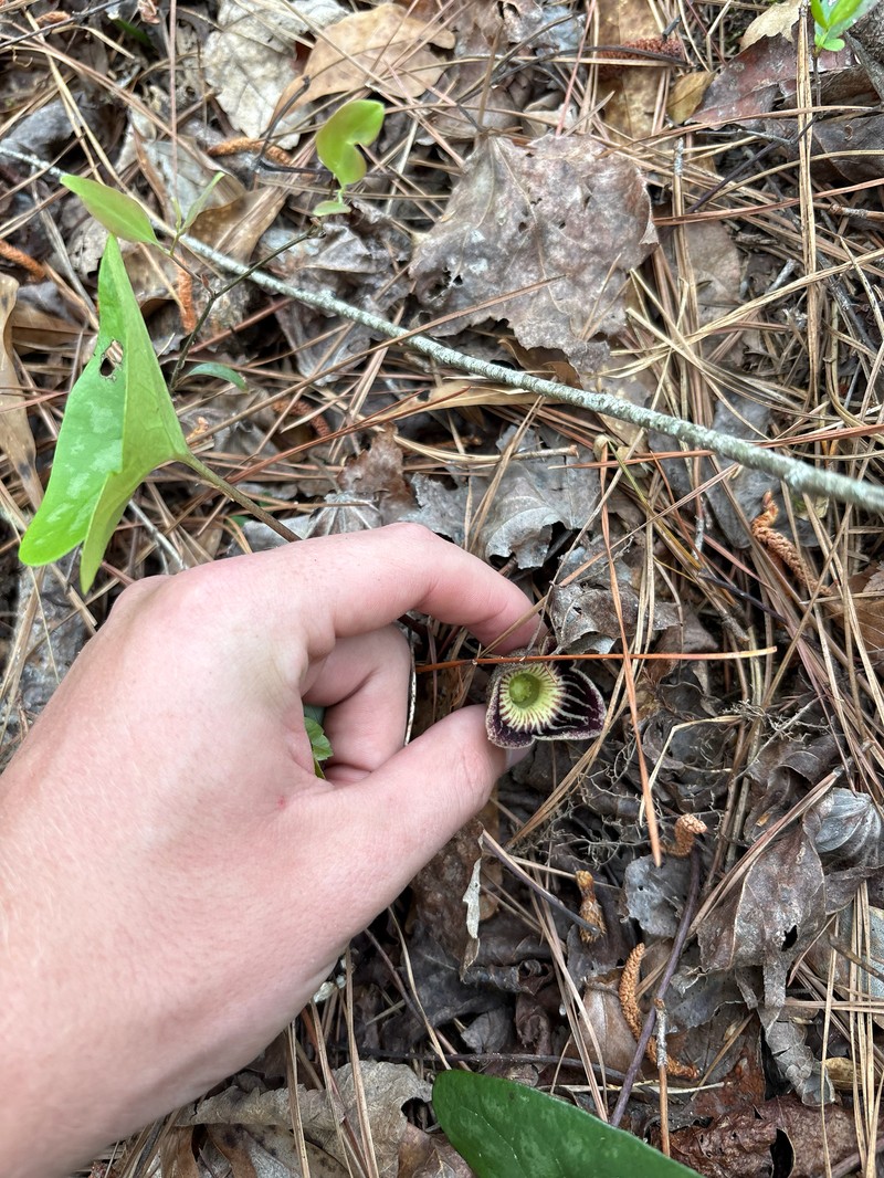 Harper's Heartleaf
