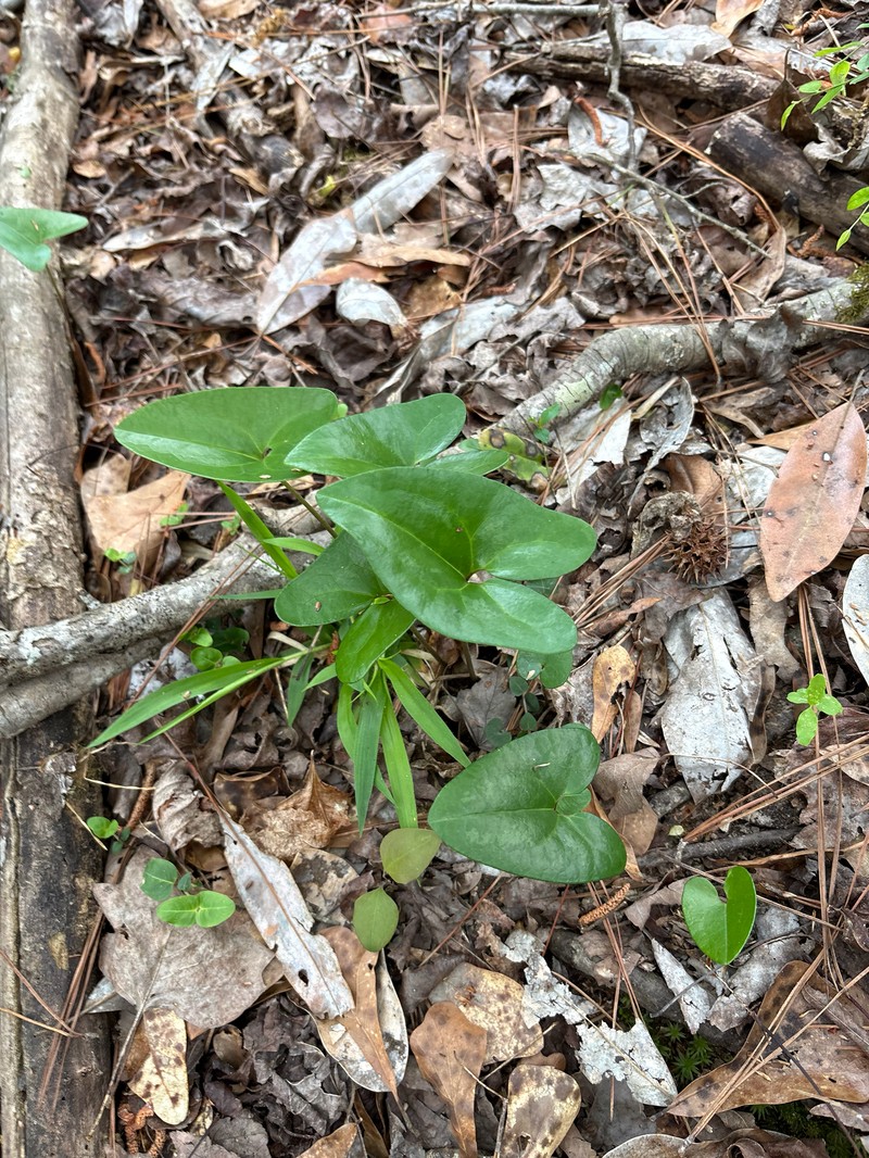 Harper's Heartleaf photo 2