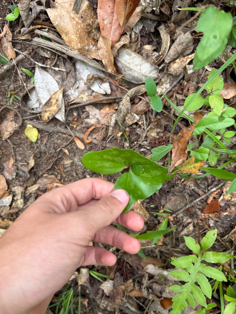 Harper's Heartleaf photo 3