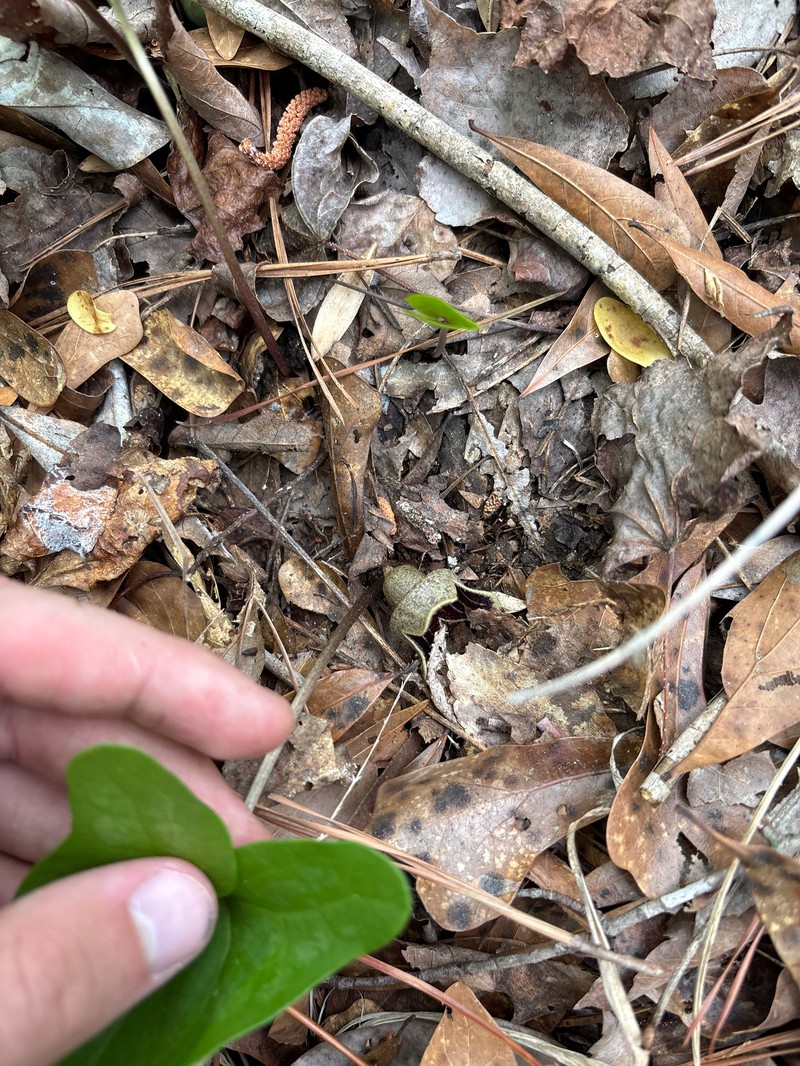 Harper's Heartleaf photo 4