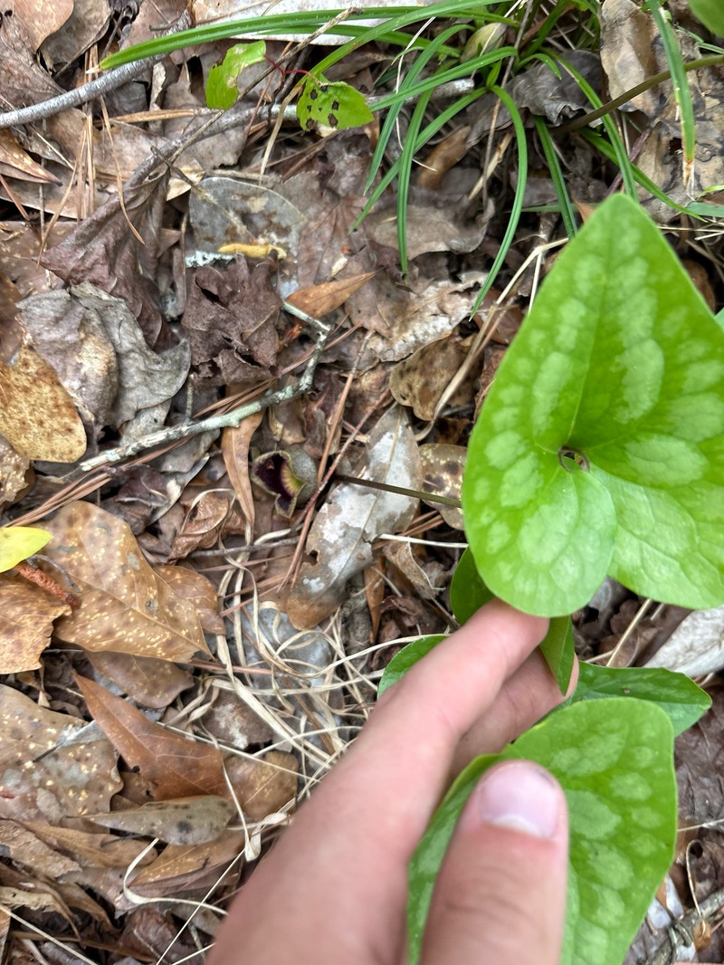 Harper's Heartleaf photo 6