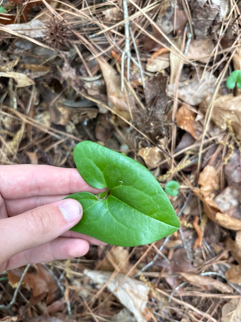 Harper's Heartleaf photo 7