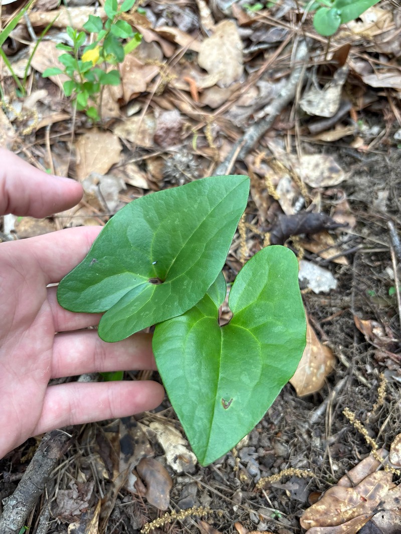 Harper's Heartleaf photo 8