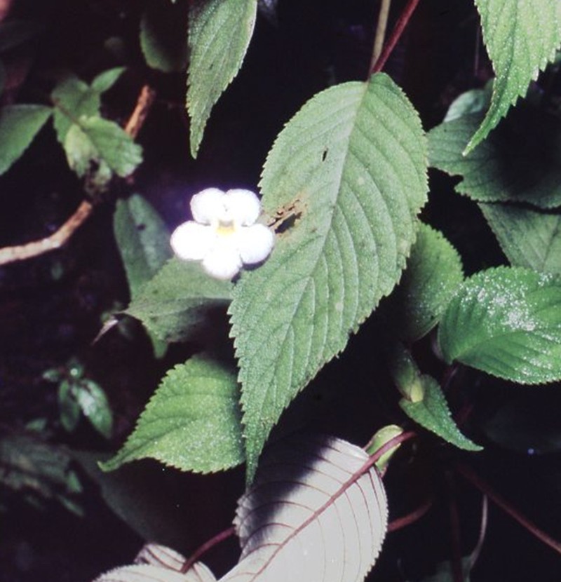 Hexatheca dolichopoda photo 2