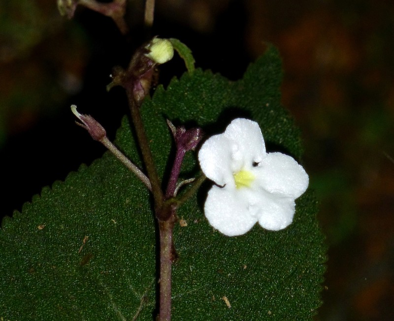 Hexatheca dolichopoda photo 3