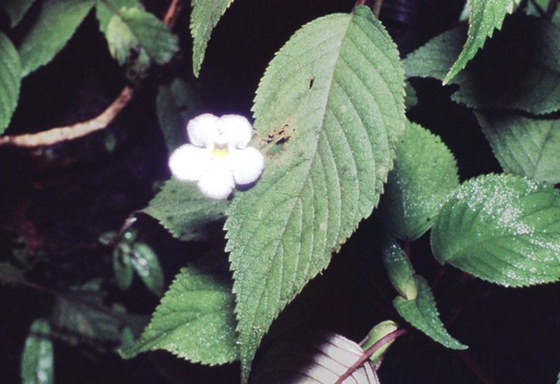 Hexatheca dolichopoda photo 4