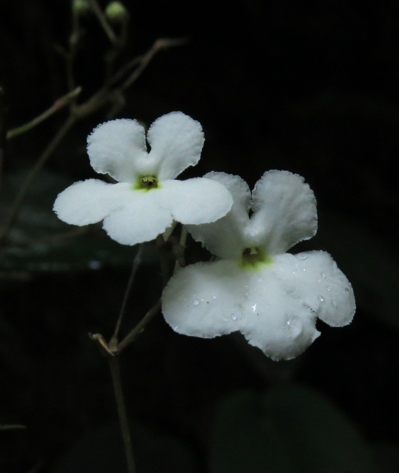 Hexatheca dolichopoda photo 6