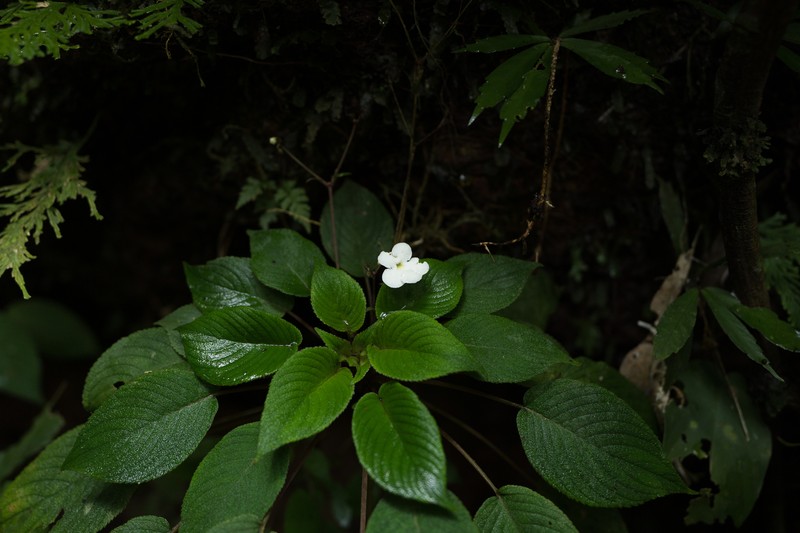 Hexatheca dolichopoda photo 7