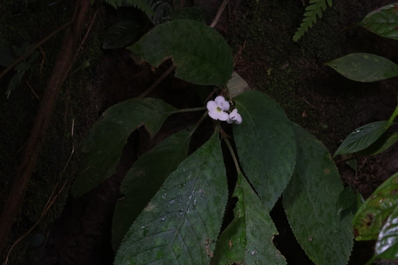 Hexatheca fulva