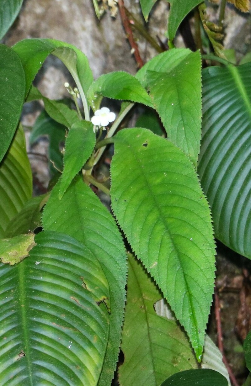 Hexatheca fulva photo 2