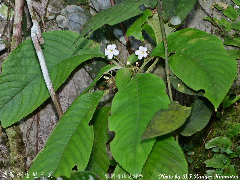 Hexatheca fulva photo 4