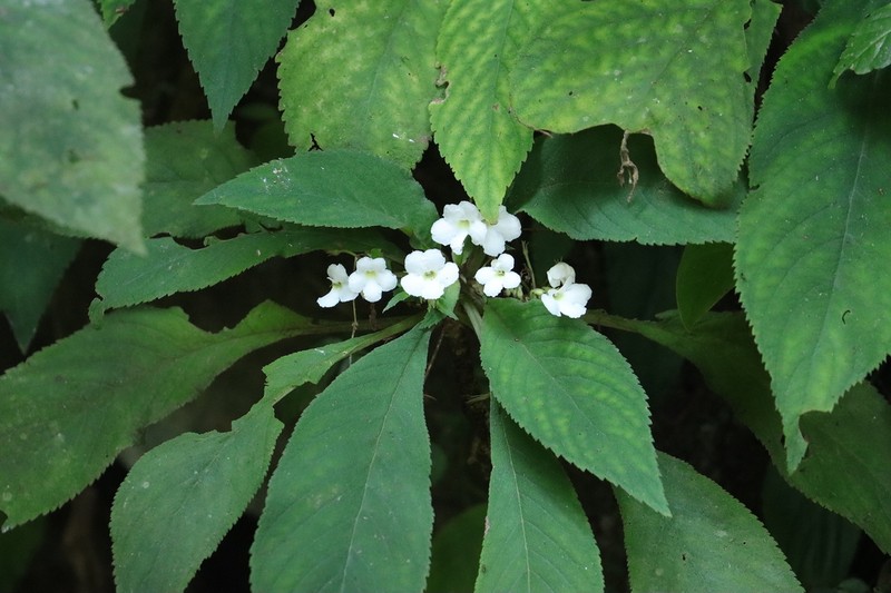 Hexatheca fulva photo 5
