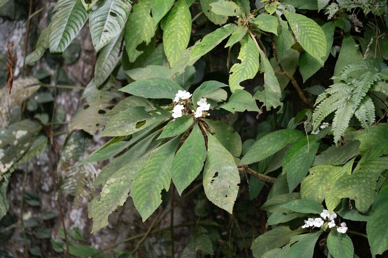 Hexatheca fulva photo 6