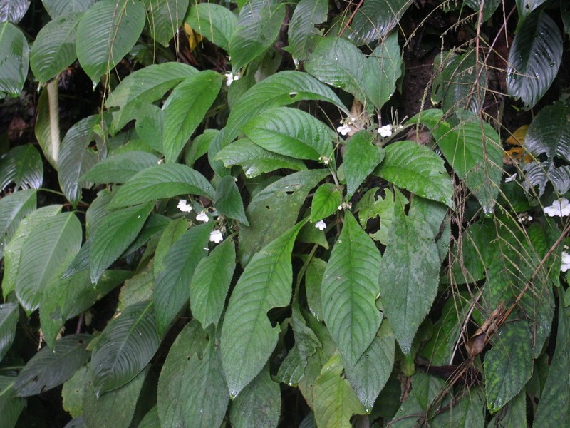 Hexatheca fulva photo 7