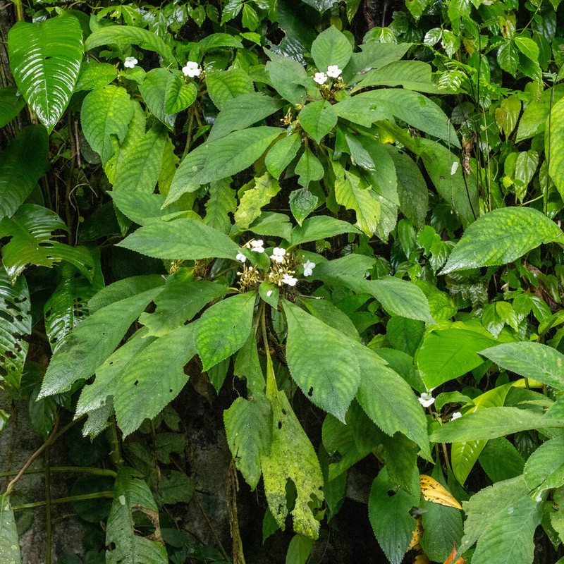 Hexatheca fulva photo 8