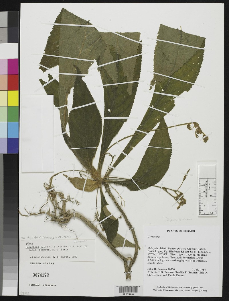 Hexatheca fulva subsp. beamanii